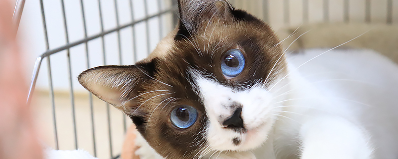 病院 あすか 動物 トピックス｜あすか動物病院｜龍ヶ崎市佐貫